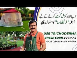 Lush Green Lawn,  Use "Trichoderma GREEN SOIL"  | Make your Grass Green