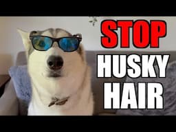 3 Ways To Avoid Siberian Husky Hair!