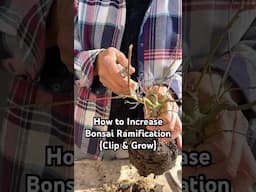 How to Increase Bonsai Ramification (Clip & Grow Method) #bonsai #bonsaitree #tips #plants #shorts