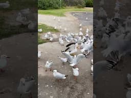 Desperate seagulls