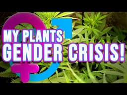 I Teach You How To Prepare For Either A Male OR A Female Cannabis Plant When You're Uncertain