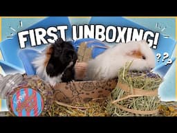 New Guinea Pig's First Unboxing! 🐹🎁