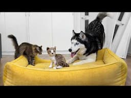 Husky Dogs and Cats Go CRAZY Over a Fake Kitten!