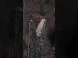 Make a Saw Vice from a Dead Tree #bushcraft #survival #survivaltips