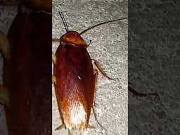 How a Cockroach uses it's Cercus and Stylus