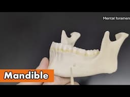 Mandible