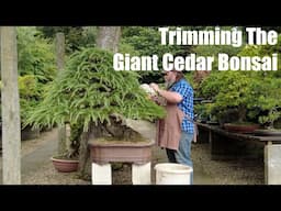 Corin Trims His Giant Cedar - Greenwood Bonsai