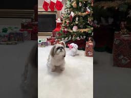 Dancing Christmas Dog Can’t Get Shih Tzu’s Attention 🙄🤣 #shorts #shihtzu