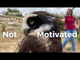 Three reasons your bird of prey's motivation drops