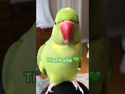 Thank you ❤️ #talkingparrot #birds #shorts #pets #parrot