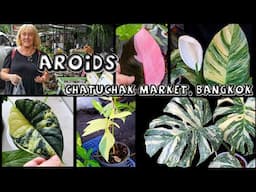 Aroids at Chatuchak Plant Market, Bangkok (2 of 4)