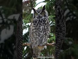 Great Horned Owl Moving Head Around and Yawning #wildlife #birdwatching #nature #owls