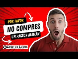 No Compres un Perro Pastor Alemán, Razones Para No Hacerlo #cotodelobos #gsd