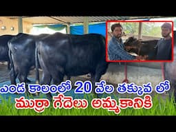 ఎండ కాలంలో 20 వేల తక్కువ లో ముర్రా గేదెలు అమ్మకానికి | High Quality Murrah Buffaloes