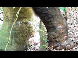 Humanity! Poor Elephant ask for human help to heal the swollen leg caused by trap gun injury