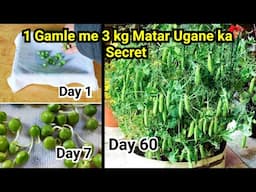 Abhi Lagaiye matar ke beej is tarike se, dher sari matar milegi sardiyon me | How to grow pea in pot