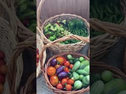 Endless Summer Harvests #shortsviral #shortsfeed