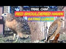 Red Shouldered Hawk Eating Lunch Trail Cam