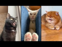 Cute and funny CATS.🐱 And Some Just Interesting Moments.😻Videos🔶 Сompilation # 49🔶