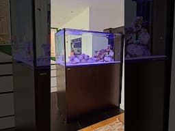 PENINSULA REEF AQUARIUM INSTALLATION