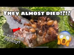 My 5 Year Old Ant Colony Almost Died Out! The Story Of My Oldest Ant Colony