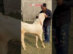 2 Dant Bada Bakra