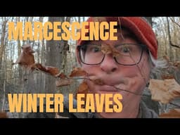 Marcescense - Winter Leaves Explained