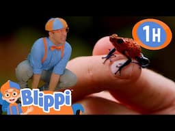 Blippi's Brave Wilderness Adventure! 🐾🌳 Exploring the Wild Side | Learning Videos for Kids 🔵🟠