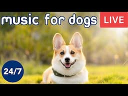 Relaxing Dog Music TV (Live 24/7) Used by 10 Million Dogs, Deep Sleep Anxiety Therapy