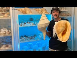 MY SUPER RARE $20,000 SEASHELL COLLECTION ROOM! Room Tour of The best Seashell Collection ever!