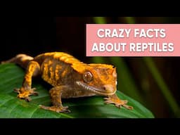 Crazy Facts That A Reptile Owner Can Relate on Petopedia 1