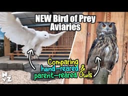 Moving Birds into NEW Aviary | Hand-reared Owls