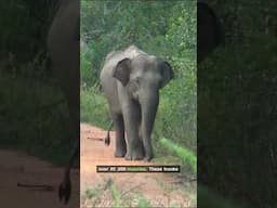 Adventures of a Young Elephant in the Vibrant Jungle