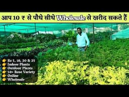 सस्ते पौधे खरीदे किलो के भाव में 10 ₹ से शुरू Aditi Nursery से Direct Wholesale से Plant Nursery