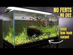 SIMPLE AF | Low-Tech Planted Aquarium | Aquascaping