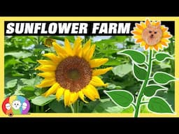 Sunflower Fields, Veggies, & Watermelons at Cannon Farms in Dunnellon Florida - RV Living Full Time!