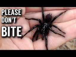 Meet the Deadliest Spider in Australia! (And the cutest) - Sydney funnel-web & Peacock spider