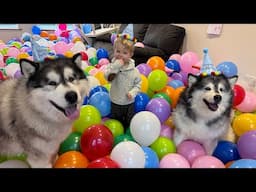 Howling Husky Sings To Adorable Little Boy On His Birthday! (Cutest Ever!!)