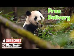 Free Food Delivery Service, For Pandas Only | iPanda