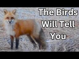 4 Bird Alarms That Find Foxes (Secret Strategy)