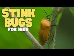 Stink Bugs for Kids | Learn all about these smelly insects