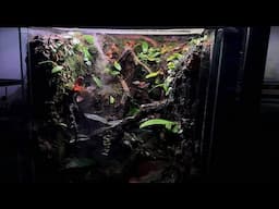 FLYING FROG PALUDARIUM!