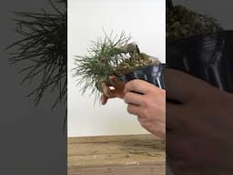 Shohin Black Pines with Jonas Dupuich