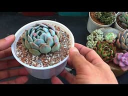 DOES SOIL PLAY AN IMPORTANT ROLE IN SUCCULENTS ?