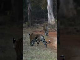 Choti Tara & her naughty cubs #tadobajunglesafari #tadobanationalpark #tadoba #wildlife