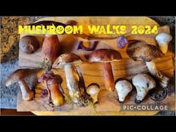 Mushroom Hunting Walks 2024