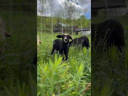 Cute baby lamb nibbles grass #lamb #sheep #homesteading #cuteanimals #babysheep #babyanimals