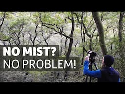 No Mist? No Problem! - Woodland Photography Inspiration