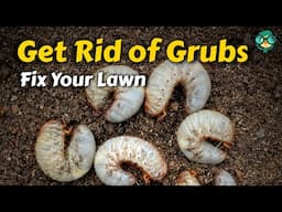 How to Get Rid of Grubs in Your Lawn || How to Remove Grubs || Kill Grubs !! Lawn Grubs Control !!