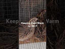 Tips for keeping backyard quail warm in winter #quail #backyardhomesteading #homesteadvlog